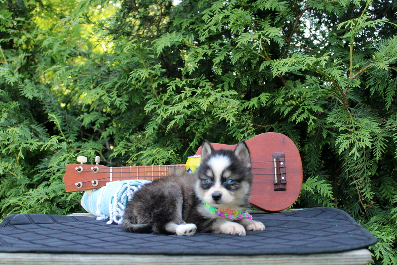 puppy, for, sale, Pomsky, Matthew B. Stoltzfus, dog, breeder, Gap, PA, dog-breeder, puppy-for-sale, forsale, nearby, find, puppyfind, locator, puppylocator, aca